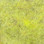 Spirit River Dazzle Hare's Ear (Sulphur Yellow)