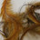 Spirit River UV2 Emu Feathers (Gold)