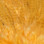 Hareline Pastel Flat Wing Saddles (Orange)