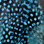 Spirit River UV2 Large Eyed Guinea Feathers (Blue)