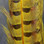 Spirit River UV2 Ringneck Pheasant Tails (Yellow)