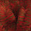 Mangum's Variegated UV2 Mini Dragon Tails (Olive Red)