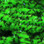 Hareline UV Mottled Galaxy Mop Chenille (Flo. Green)