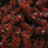 Hareline UV Mottled Galaxy Mop Chenille (Brown)