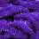 Hareline UV Galaxy Mop Chenille (Bright Purple)