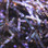 PerdigonMania UV (Ultraviolet) Flashback Strips (Dark Brown)