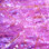 PerdigonMania UV (Ultraviolet) Flashback Strips (Light Pink)