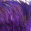 Strung Ringneck Pheasant Rump Feathers (Purple)