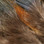 Strung Ringneck Pheasant Rump Feathers (Natural)