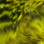 Hareline Strung Grizzly Variant Saddle Hackle (Bright Yellow)