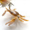 Streamart Designs Crab (Skeleton) Legs  (Strong Arm Crab)