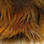 Hareline Golden Pheasant Body Feathers (Natural Golden Yellow)