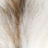 Hareline Petite Bucktails (White)