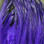 Hareline Saltwater Neck Hackle (Purple)