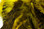 Hareline Barred Variant Schlappen (Yellow)