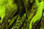 Hareline Barred Variant Schlappen (Chartreuse)