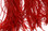 Hareline Micro Flex (Blood Red)