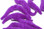 Spawn Polliwog Tails (Purple)