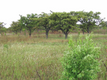 Shea trees growing in the savannah grassland of northern Uganda.