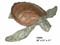 Sea Turtle - Medium