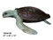 Sea Turtle - Special Patina, Style NE