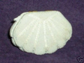 JUST THE RIGHT SHOE  ~  FROM THE SEA Purse  *  NIB