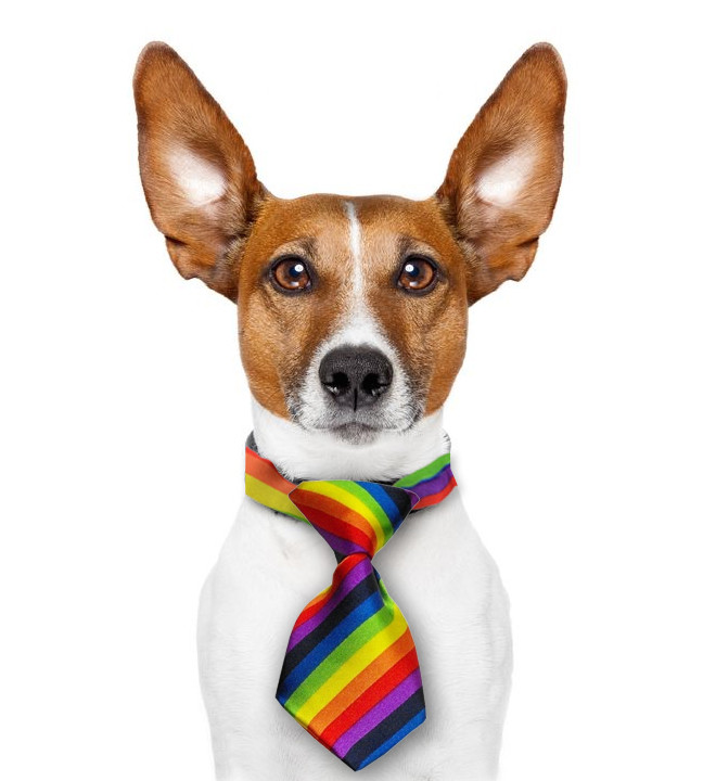 Mini Rainbow Pet Tie (Dogs / Cats 