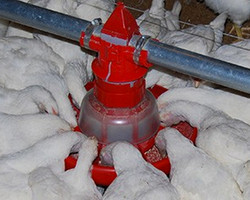 Cumberland’s E-feeder™ and NutraPan™ flood feeders can easily be adjusted to fit your particular feed level requirements. Simple to install with plenty of customizable options make these feeders a flexible choice for flood feeding.