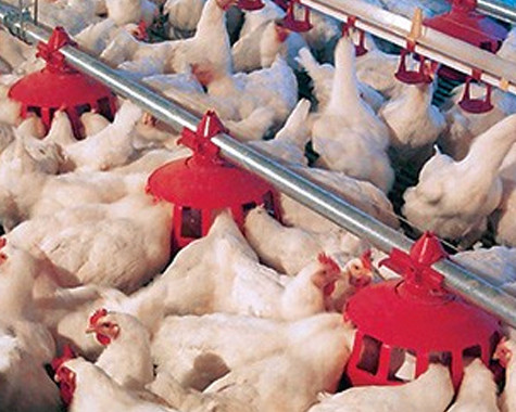 Cumberland's Breeder Feeder uses an adjustable grill to insure that roosters are restricted vertically and horizontally from accessing the hens' feed.