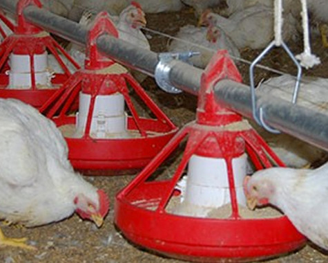 Feeding programs for pullets require pans to hold low volumes of feed.