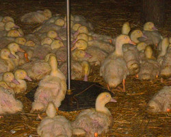 Opticon Duck Chicken Scales