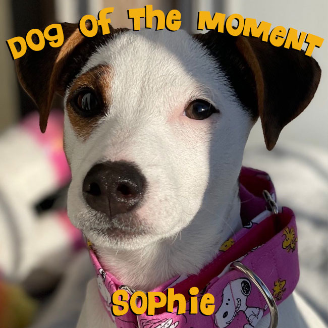 dog-of-the-moment-sophie.jpg