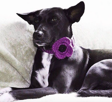 Purple poppy flower for use on dog collar. Velcro fastening.