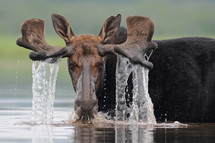 Bull Moose by Moose Man