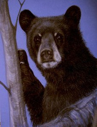 Black Bear Original Pastel Drawing by the Porter Family