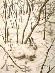 Snowshoe Hare Original Charcoal Drawing by the Porter Family