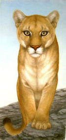 Mountain Lion Original Pastel Drawing by the Porter Family