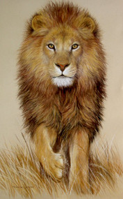 Original Pastel Drawing Stunning African Lion