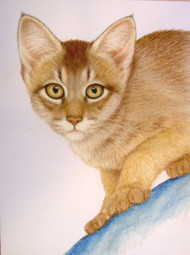 Original Pastel Drawing Golden Abyssinian Cat