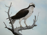 Original Pastel Drawing Osprey