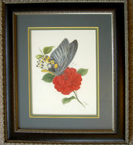 Framed Original Colored Pencil Drawing Blue Butterfly on Red Flower