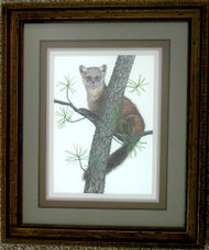 Framed Original Pastel Drawing Pine Marten