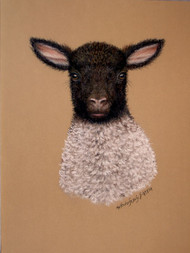 Original Pastel Drawing Black-Faced Lamb