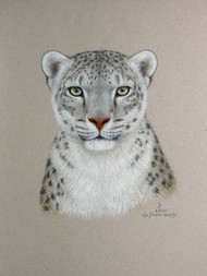 Original Pastel Drawing Snow Leopard