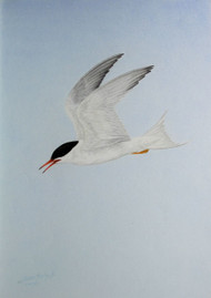 Original Pastel Drawing Flying Tern