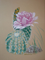 Original Pastel Drawing Barrel Cactus flower