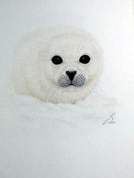 Original Pastel Drawing Baby Seal in Snow