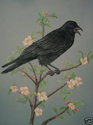 American Crow Pastel Drawing by Sally Porter