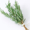 Rosemary Morocco 100% Essential Oil