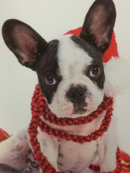 Trimmerry Festive Frenchie French Bulldog Christmas Cards Dog in Santa Hat
